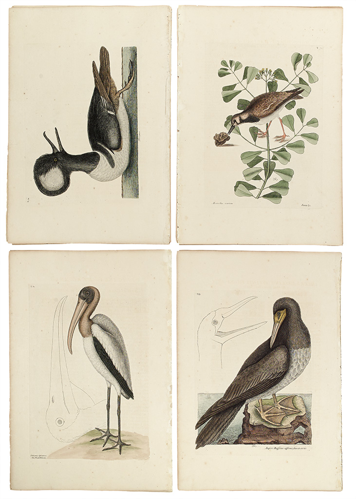 CATESBY, MARK. Thirty-one hand-colored engraved plates,